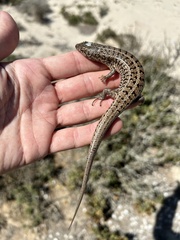 Trachylepis capensis