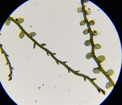 Solenostoma gracillimum