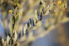 Acacia melleodora