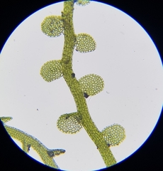 Solenostoma gracillimum