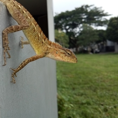 Calotes versicolor
