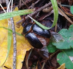 Pleocoma dubitabilis dubitabilis