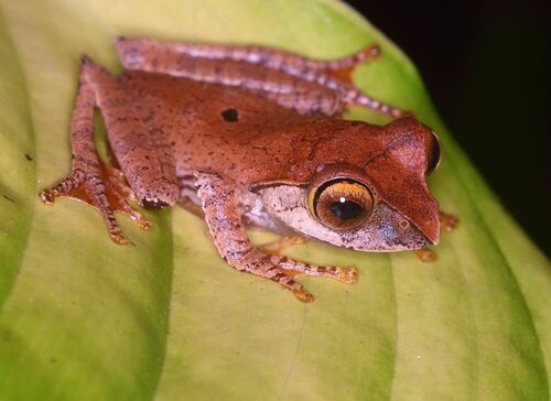 Madagascar Bright-eyed Frog