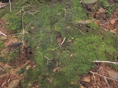 Solenostoma gracillimum