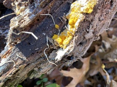 Trichoderma sulphureum