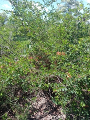 Bauhinia galpinii
