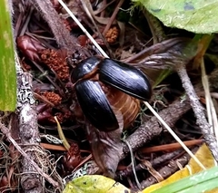 Pleocoma dubitabilis dubitabilis