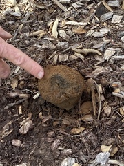 Pisolithus
