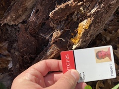 Trichoderma sulphureum