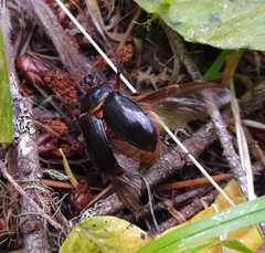 Pleocoma dubitabilis dubitabilis