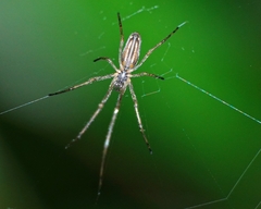 Tetragnathidae