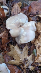 Clitocybe brunneocephala