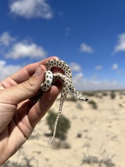 Dipsina multimaculata