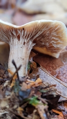 Clitocybe brunneocephala