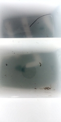 Austrosimulium