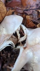 Clitocybe brunneocephala