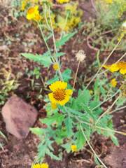 Verbesina encelioides