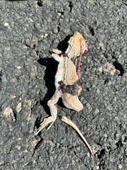 Meroles ctenodactylus