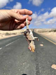 Meroles ctenodactylus