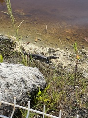 Crocodylus moreletii