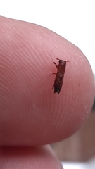 Euplatypus compositus