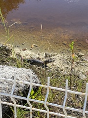 Crocodylus moreletii