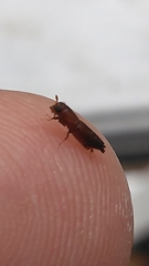 Euplatypus compositus