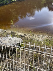 Crocodylus moreletii