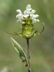 Prunella laciniata