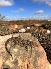 Chondrodactylus bibronii