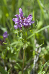 Prunella × intermedia