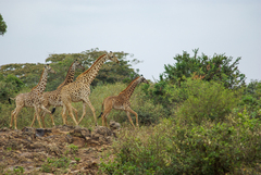 Giraffa camelopardalis tippelskirchi