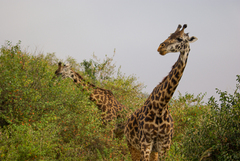 Giraffa camelopardalis tippelskirchi
