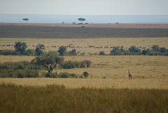 Giraffa camelopardalis tippelskirchi