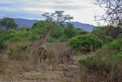 Giraffa camelopardalis tippelskirchi