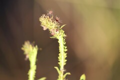 Pterocaulon serrulatum