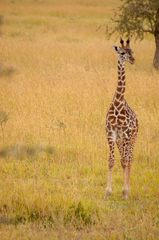 Giraffa camelopardalis tippelskirchi