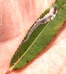 Stigmella salicis