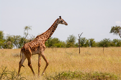 Giraffa camelopardalis tippelskirchi