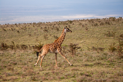 Giraffa camelopardalis tippelskirchi