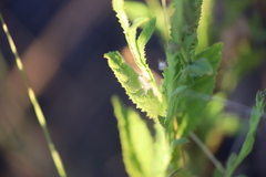 Pterocaulon serrulatum