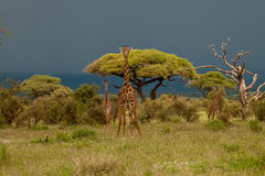 Giraffa camelopardalis tippelskirchi