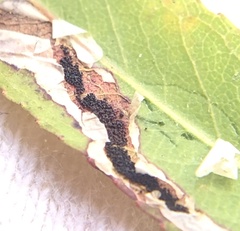 Stigmella salicis