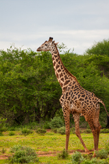 Giraffa camelopardalis tippelskirchi