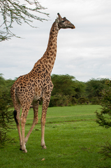 Giraffa camelopardalis tippelskirchi