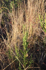 Pterocaulon serrulatum