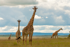Giraffa camelopardalis tippelskirchi