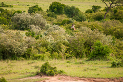 Giraffa camelopardalis tippelskirchi
