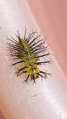 Henosepilachna vigintioctopunctata