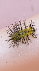 Henosepilachna vigintioctopunctata